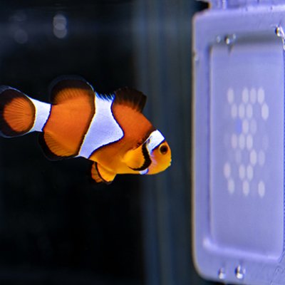 'Nemo" orange fish looking at a UV screen of coloured dots 